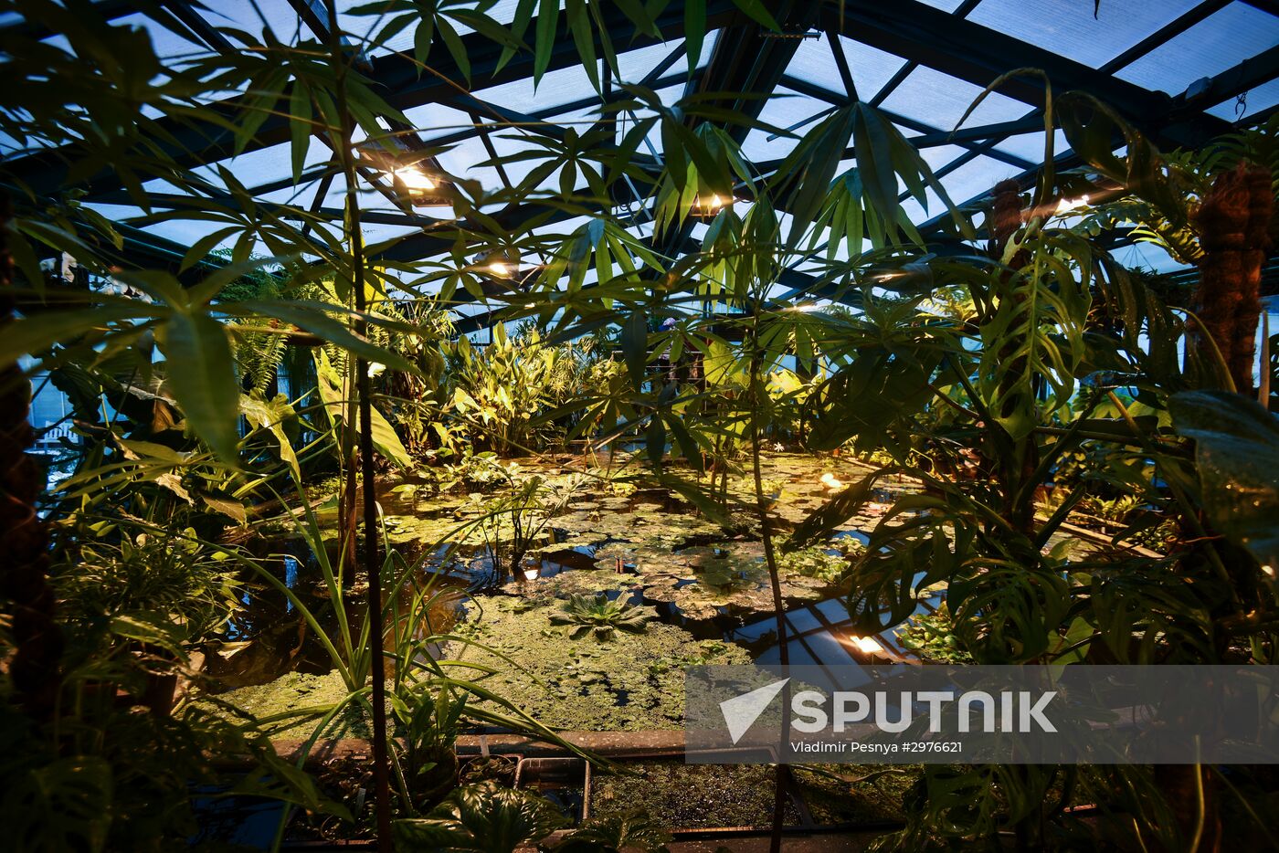 Greenhouse with tropical water lilies opened in Moscow State University's Botanic Garden (Apothecary Garden)