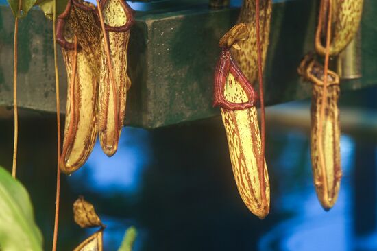 Greenhouse with tropical water lilies opened in Moscow State University's Botanic Garden (Apothecary Garden)