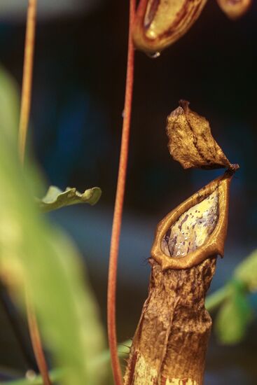Greenhouse with tropical water lilies opened in Moscow State University's Botanic Garden (Apothecary Garden)