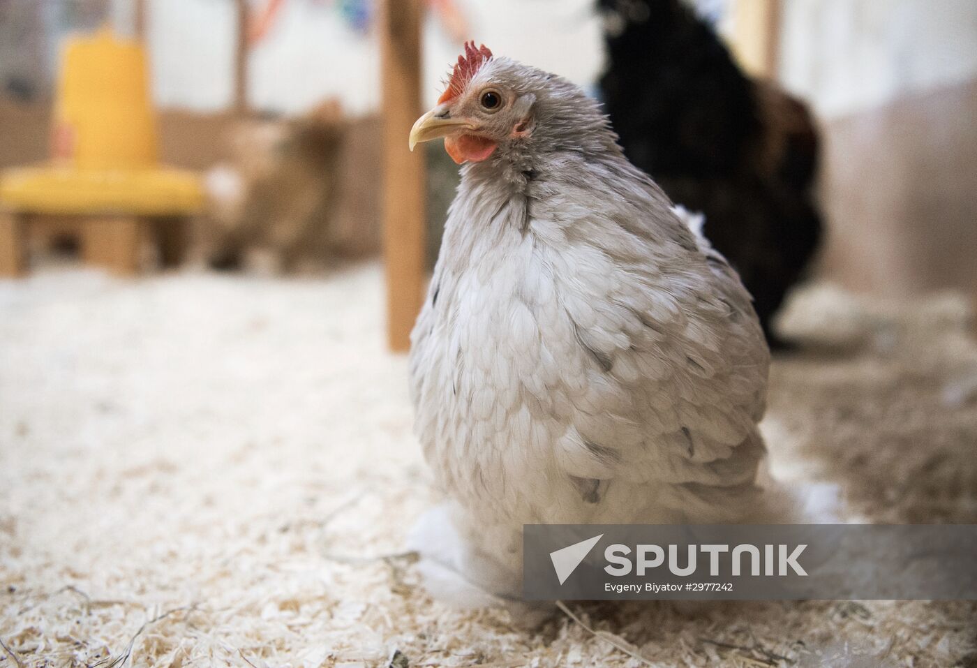 Petting zoo in Moscow