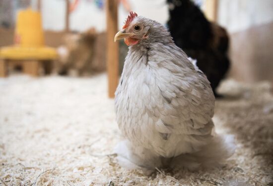 Petting zoo in Moscow