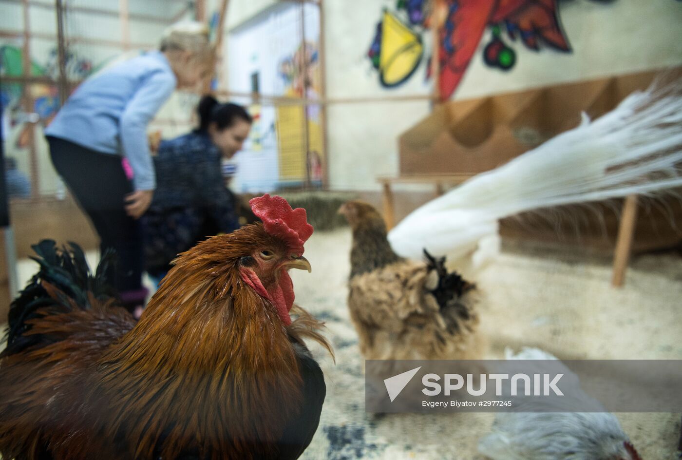 Petting zoo in Moscow