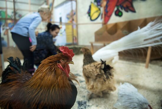 Petting zoo in Moscow