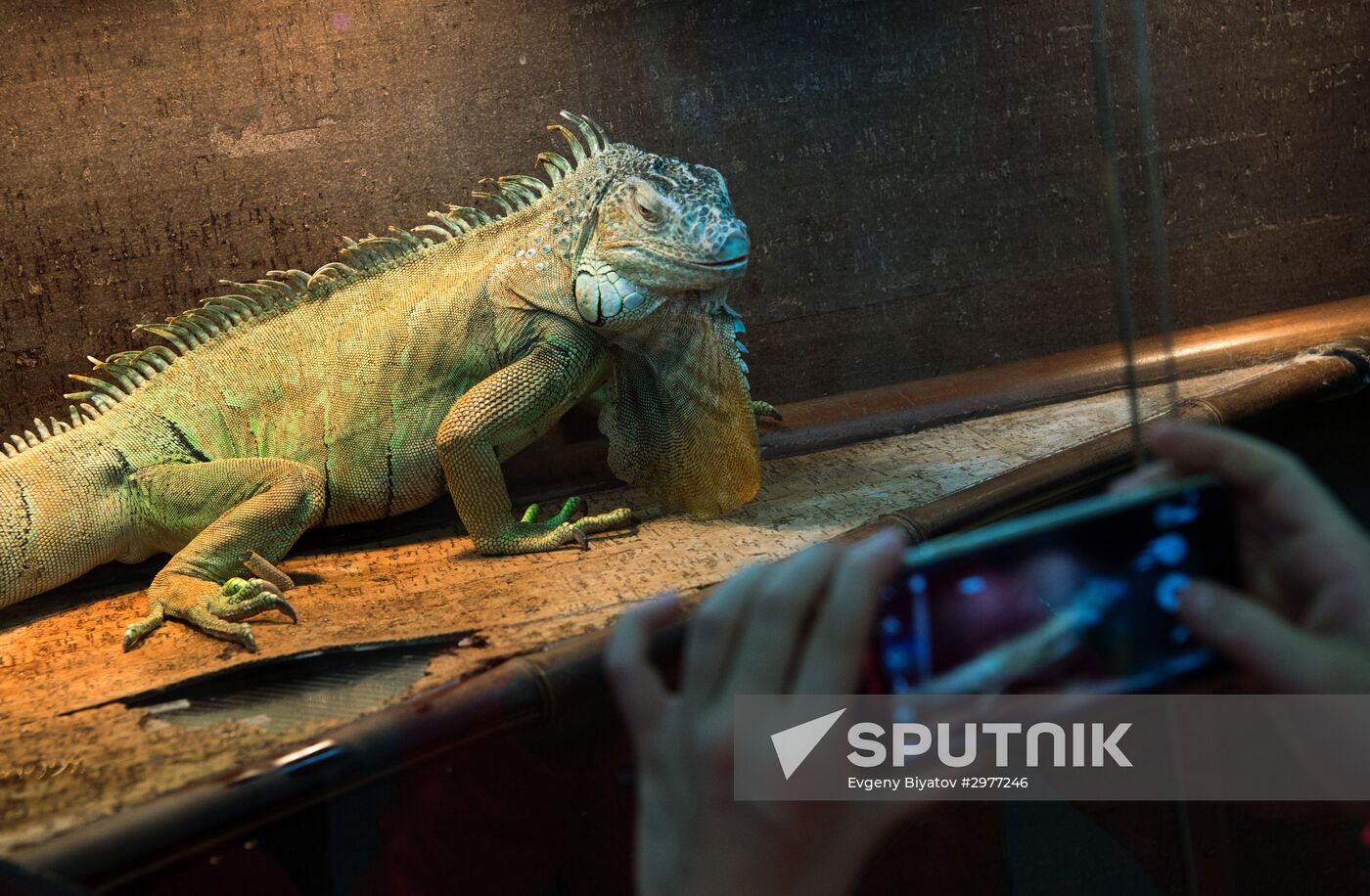 Petting zoo in Moscow