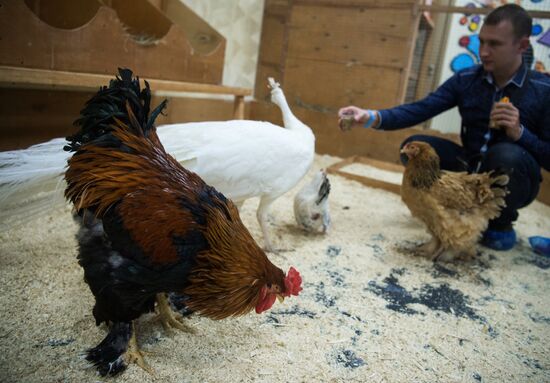 Petting zoo in Moscow
