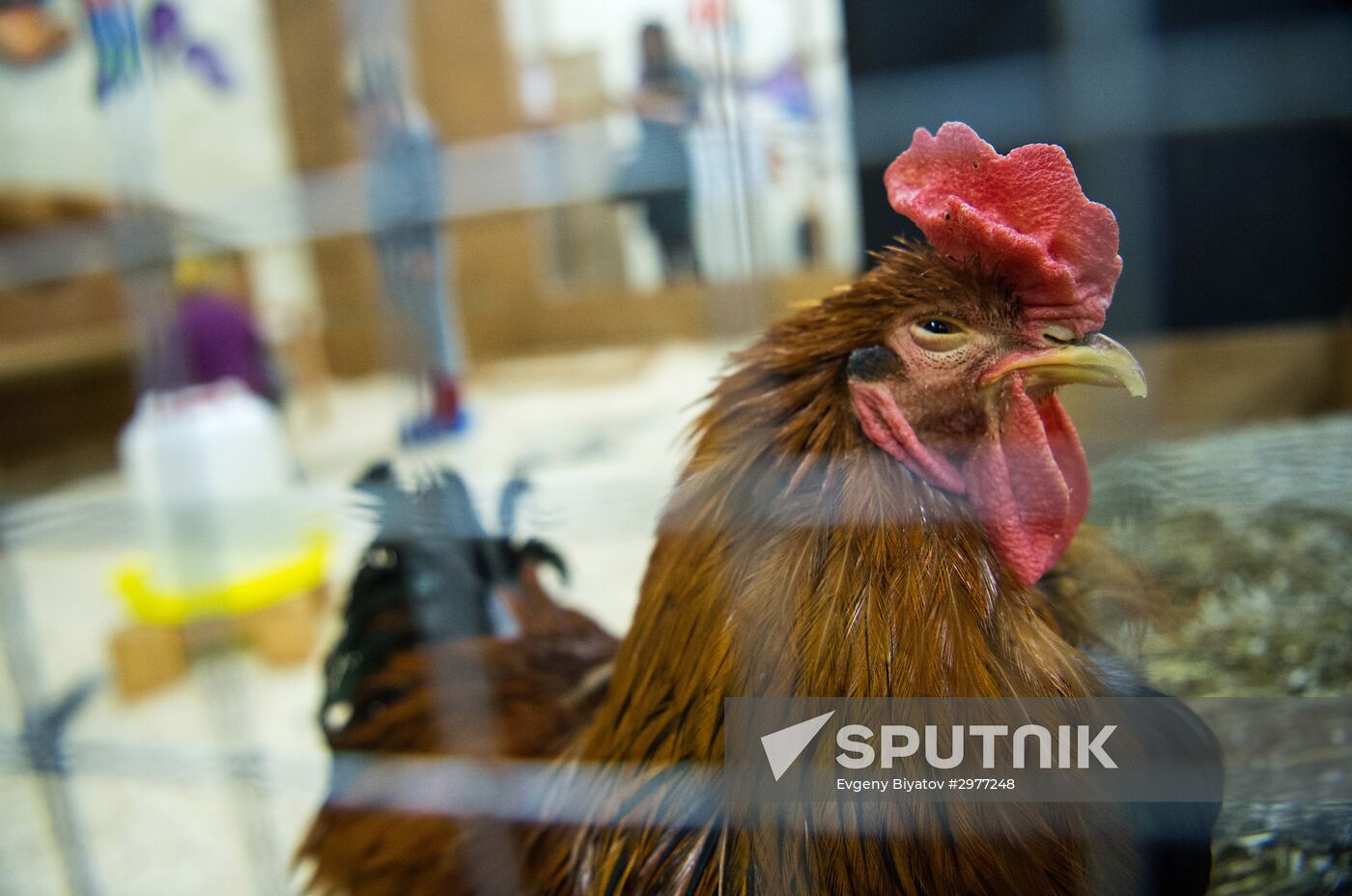 Petting zoo in Moscow