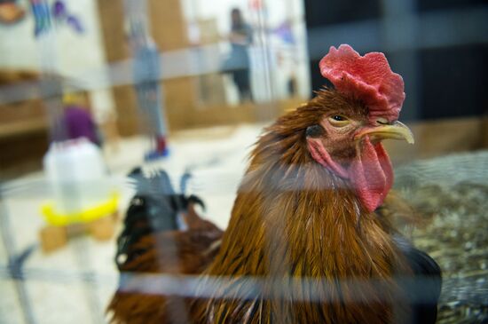 Petting zoo in Moscow
