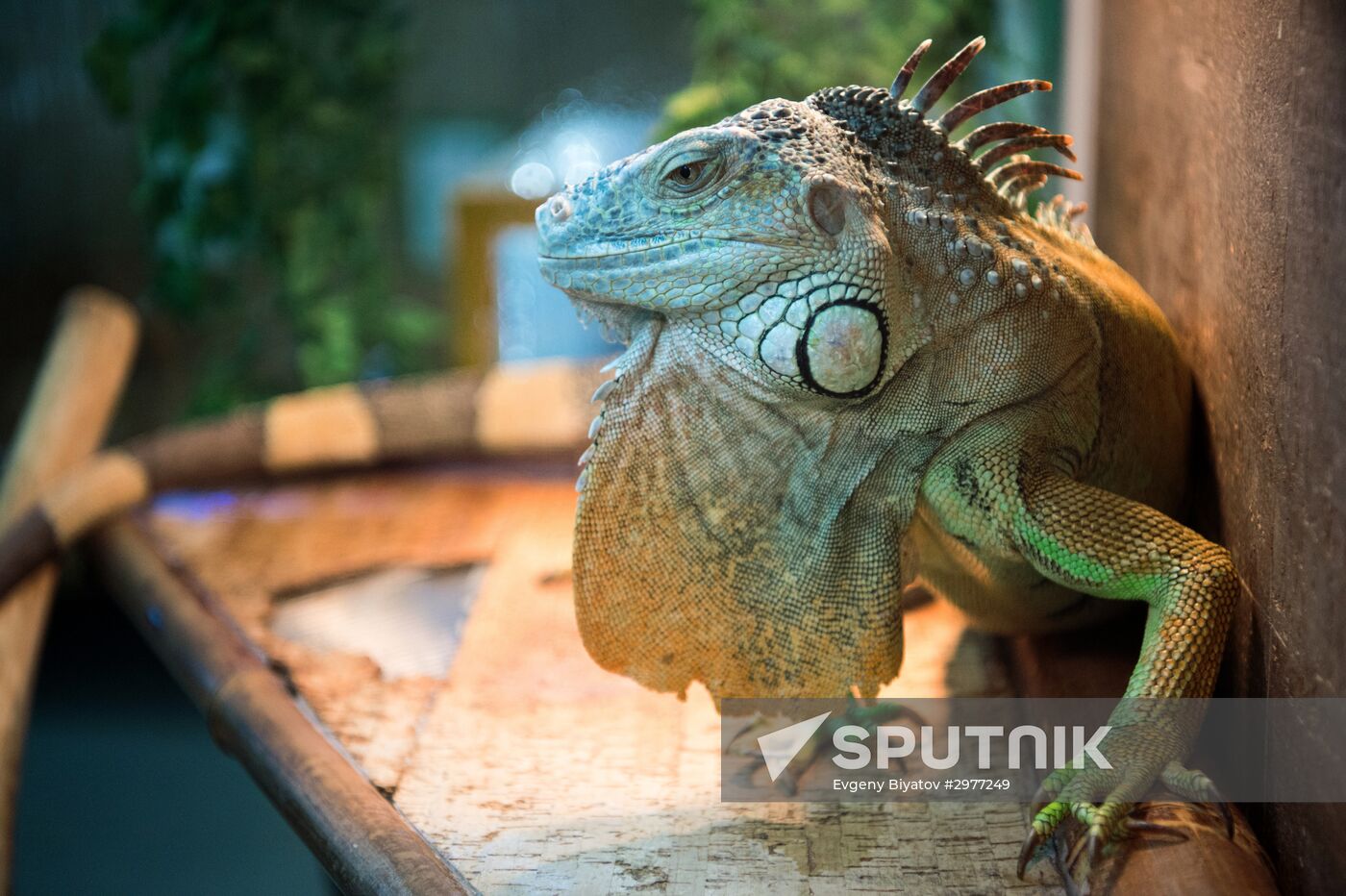 Petting zoo in Moscow