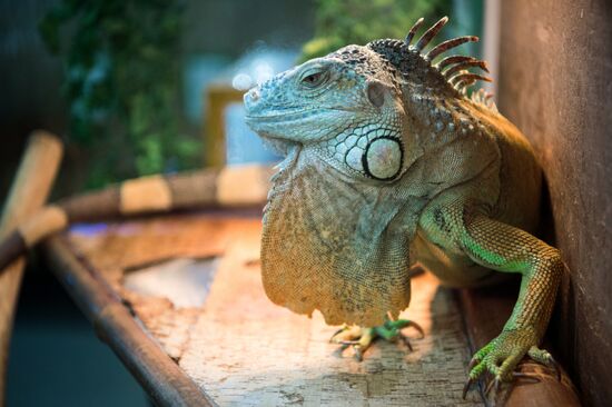 Petting zoo in Moscow