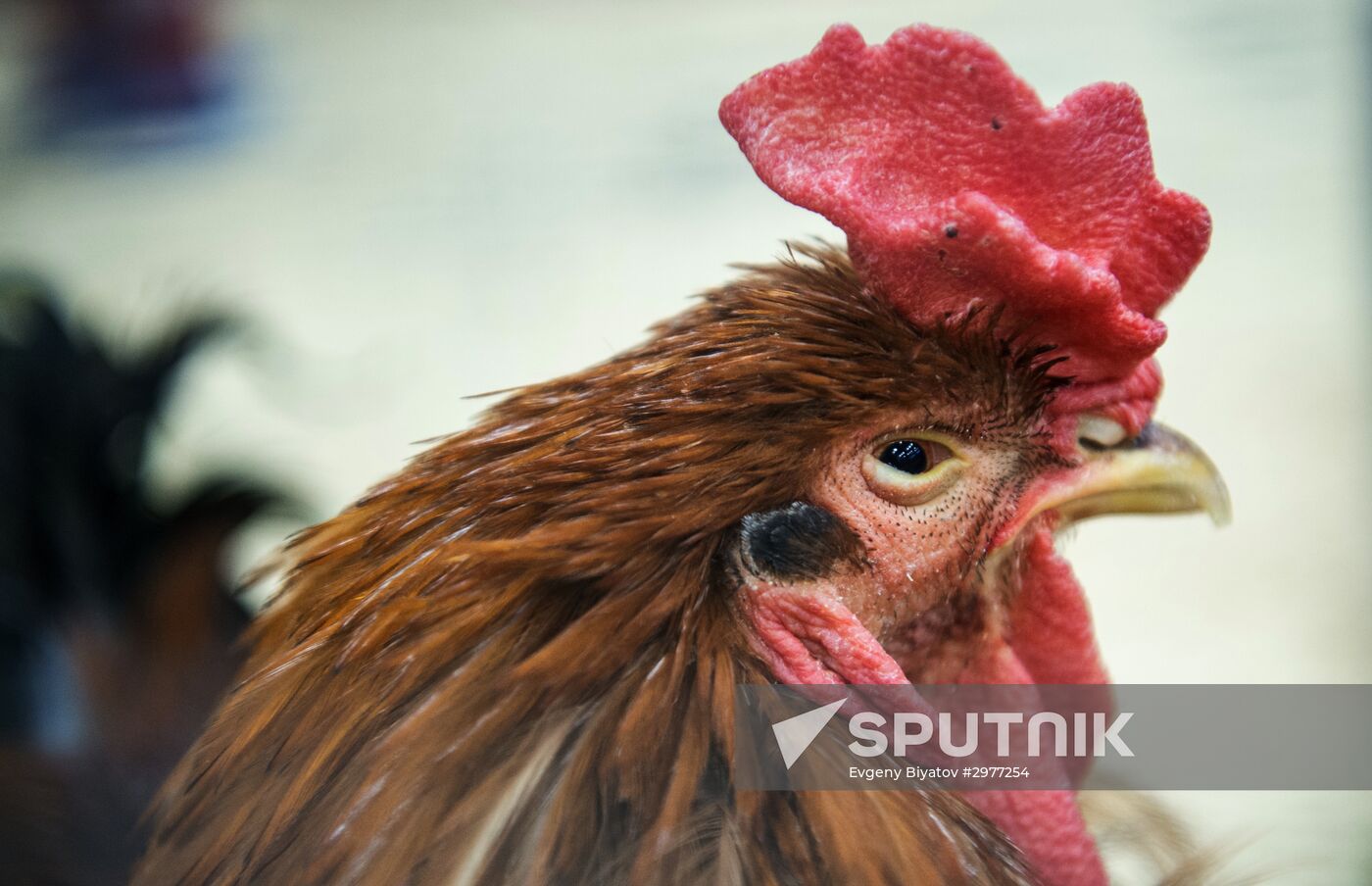 Petting zoo in Moscow
