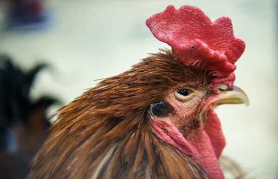Petting zoo in Moscow