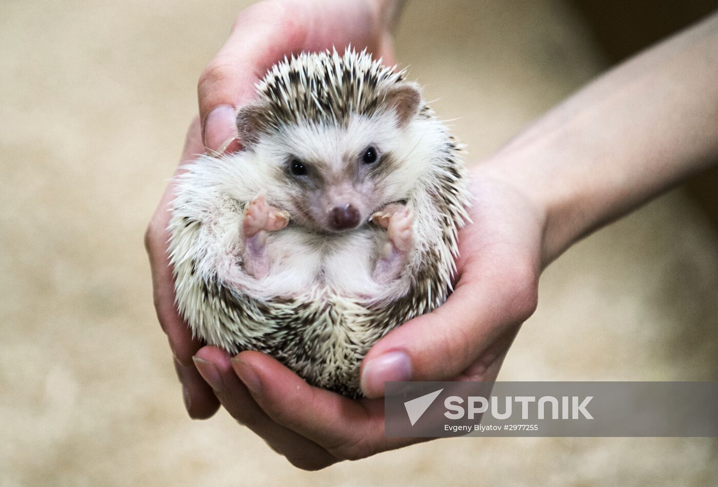 Petting zoo in Moscow