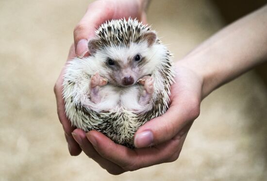Petting zoo in Moscow