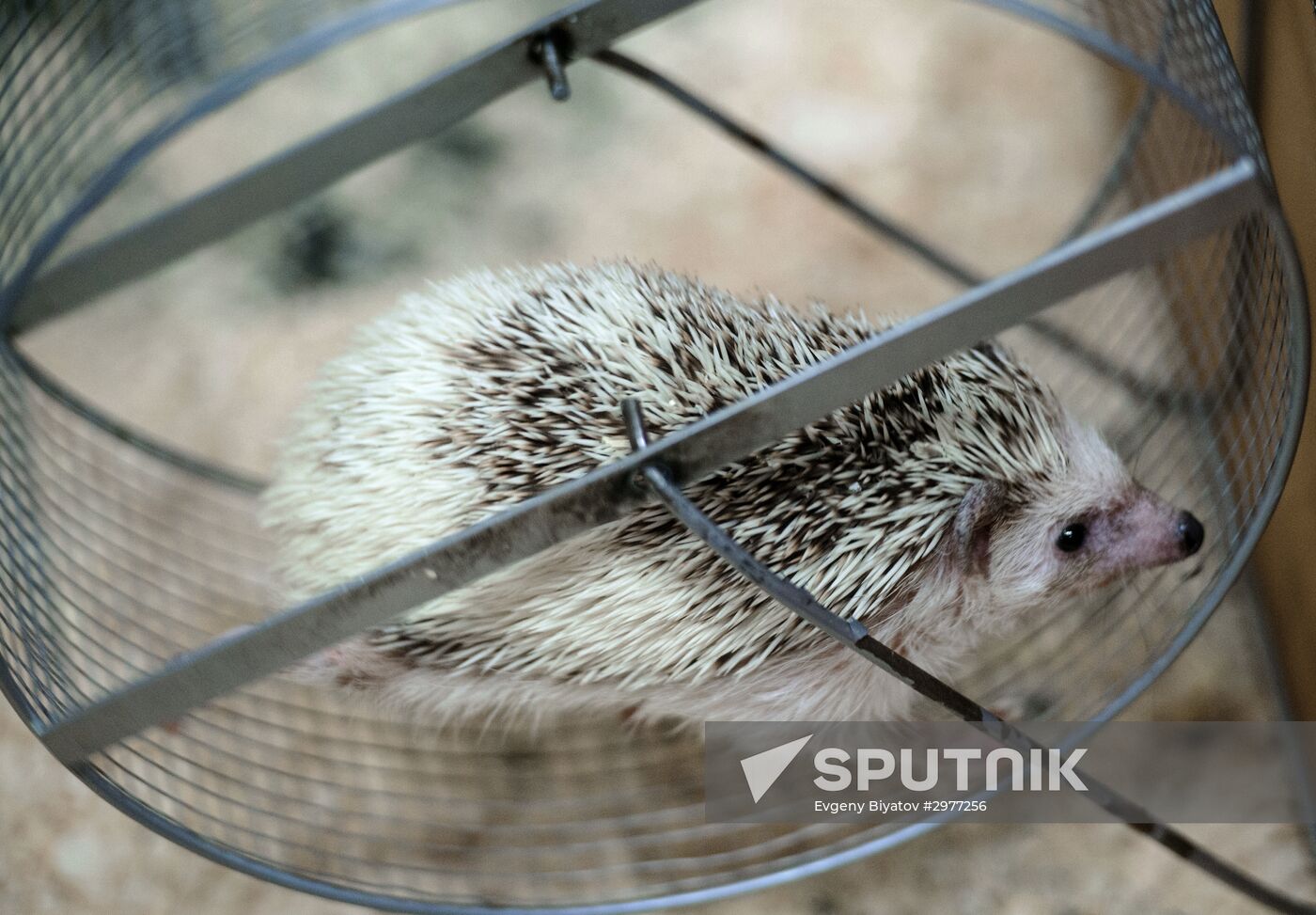 Petting zoo in Moscow