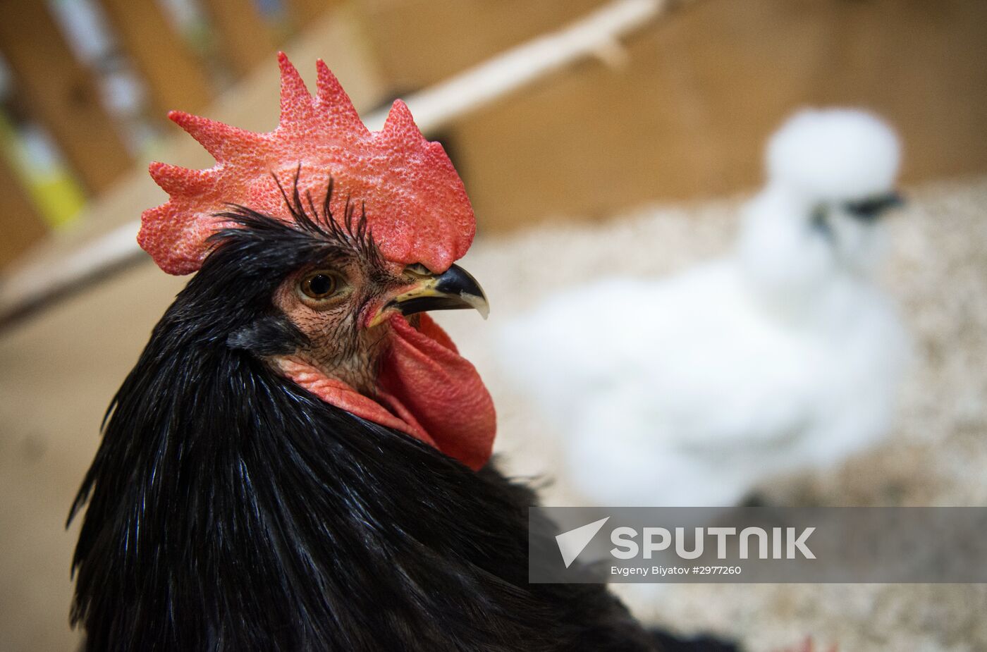 Petting zoo in Moscow