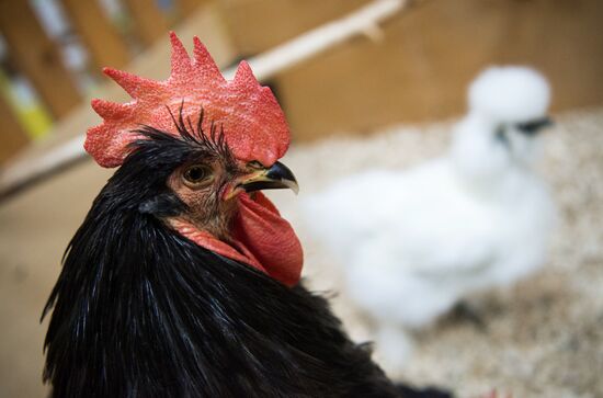 Petting zoo in Moscow