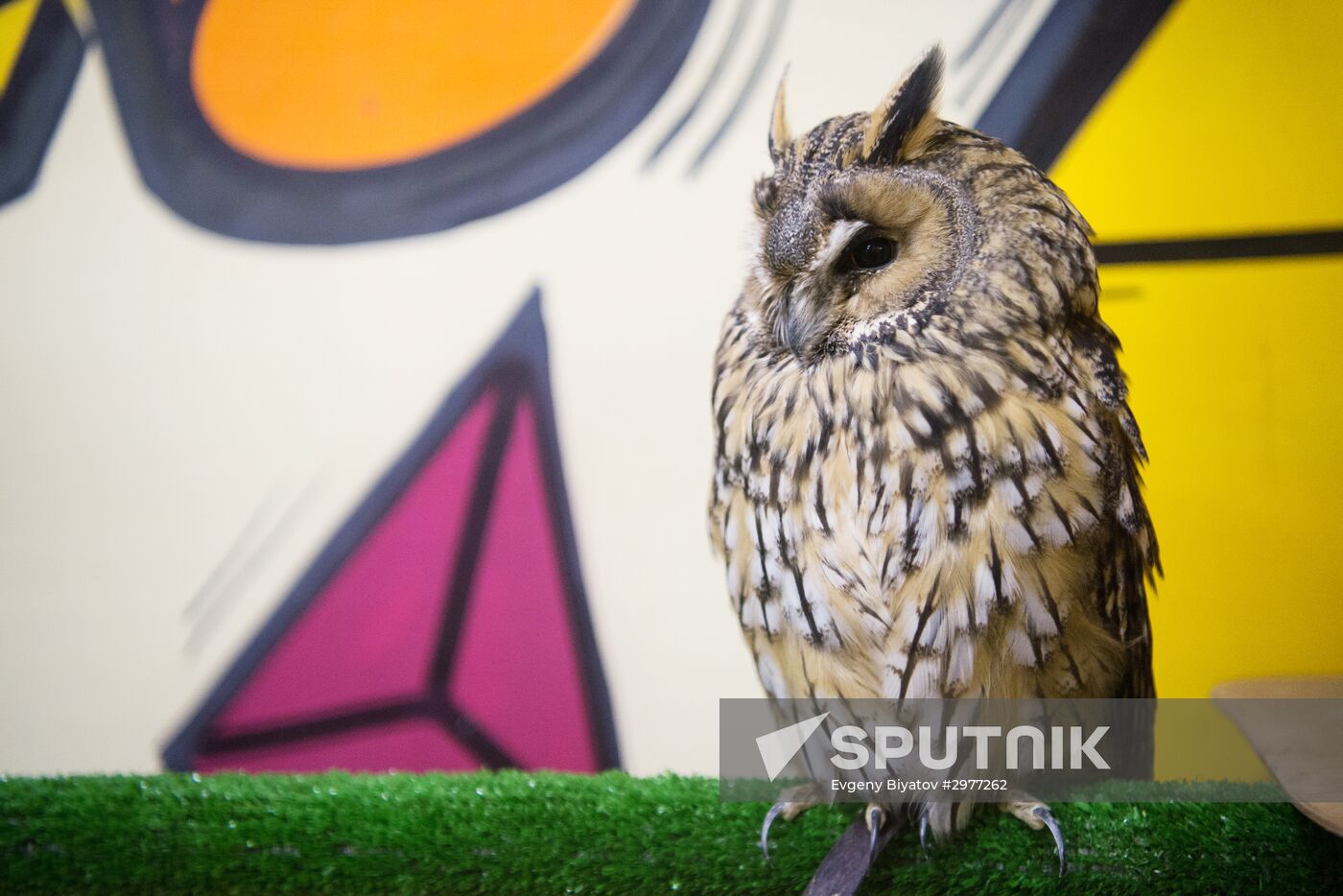 Petting zoo in Moscow