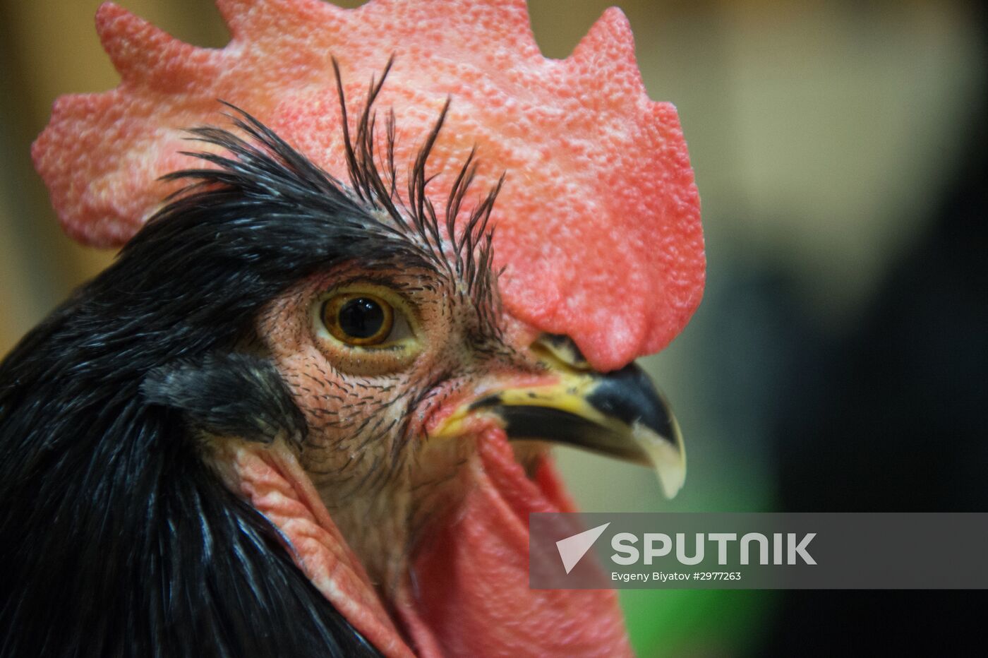 Petting zoo in Moscow