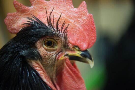 Petting zoo in Moscow
