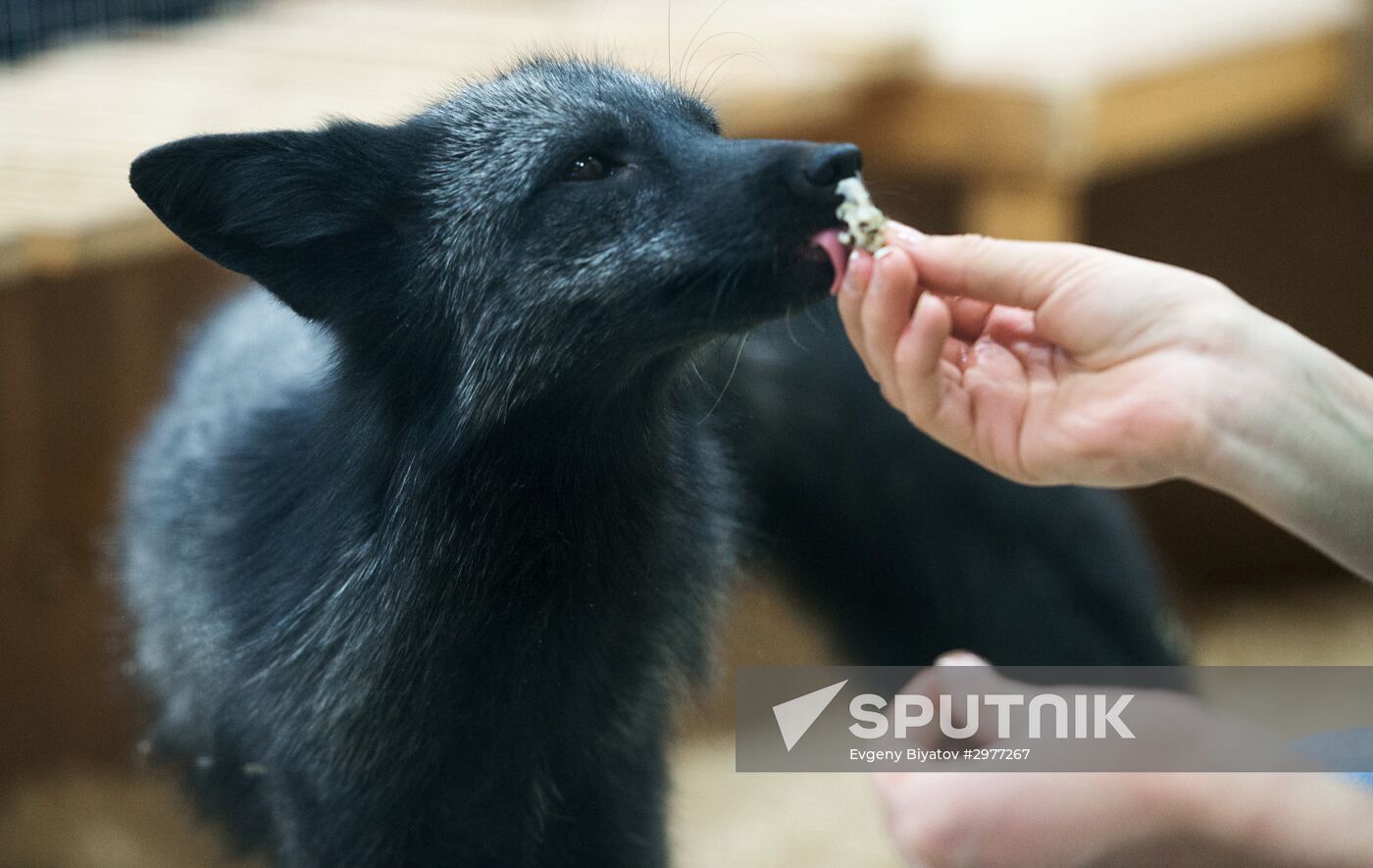 Petting zoo in Moscow