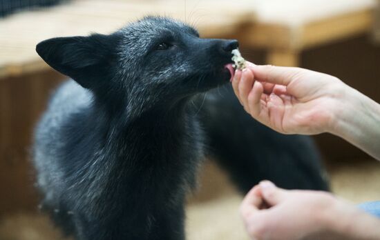 Petting zoo in Moscow