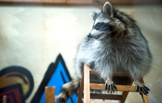 Petting zoo in Moscow