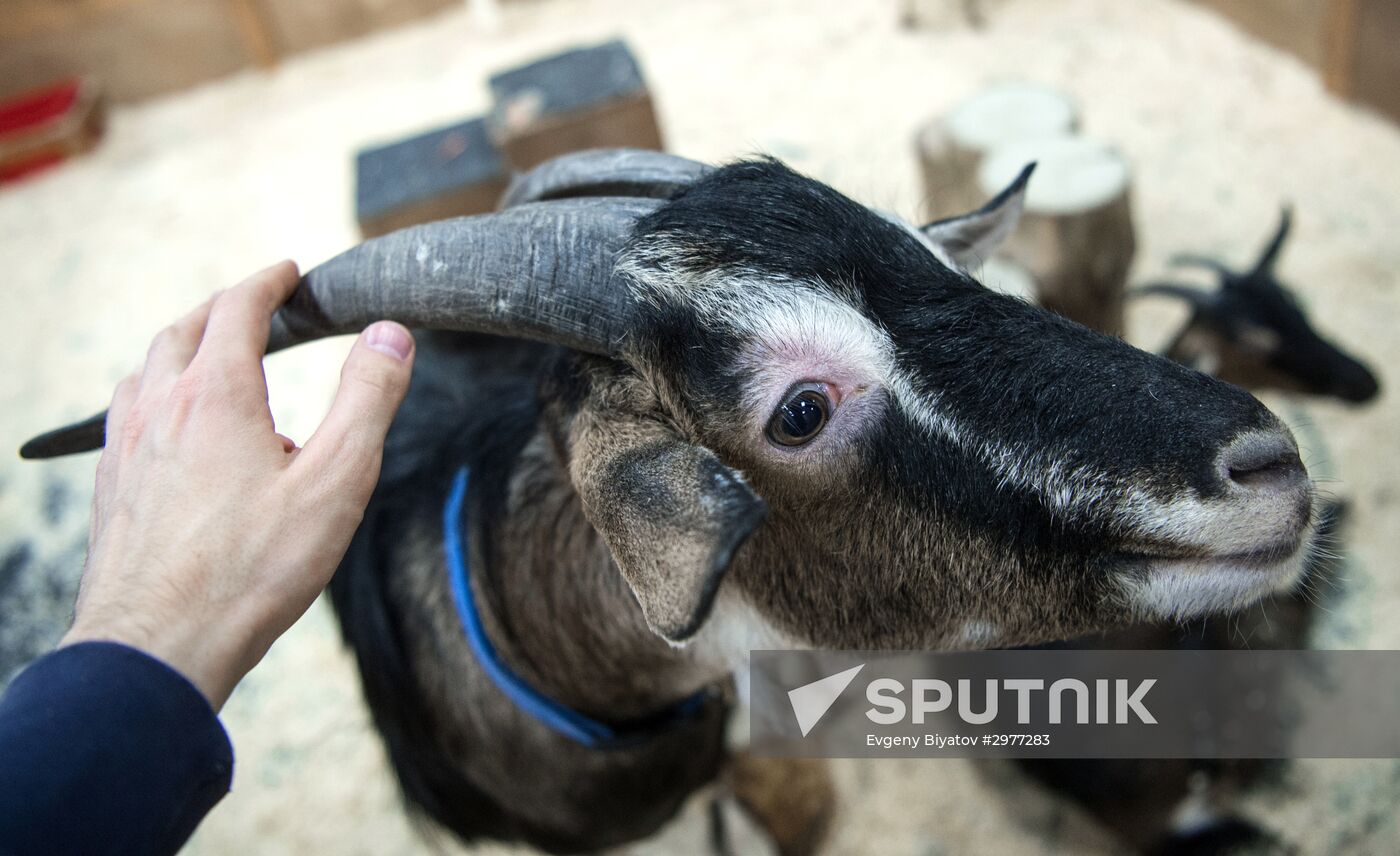 Petting zoo in Moscow