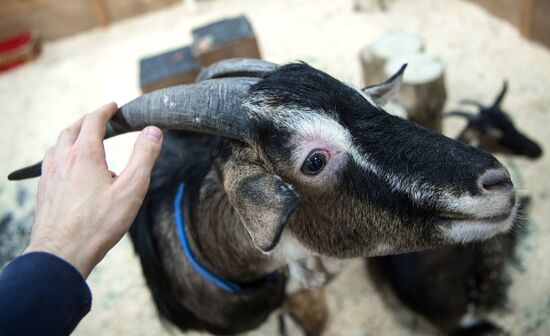 Petting zoo in Moscow