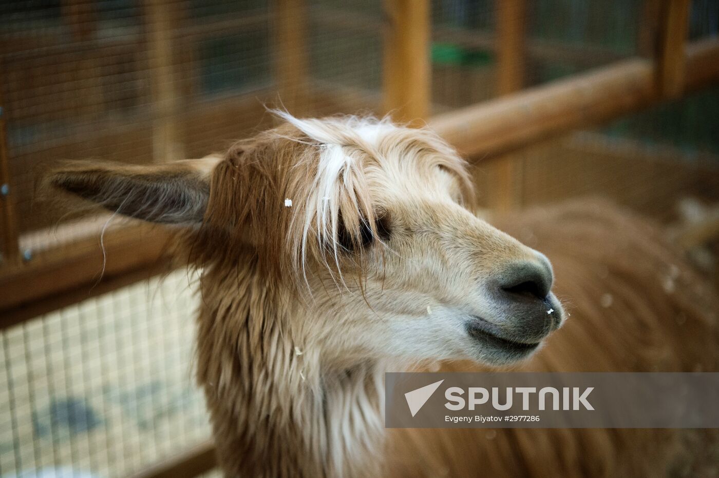 Petting zoo in Moscow