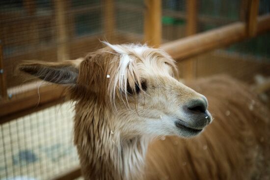 Petting zoo in Moscow