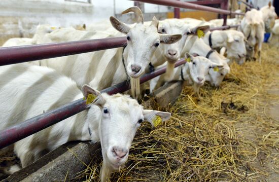 DAK farm enterprise in Belarus