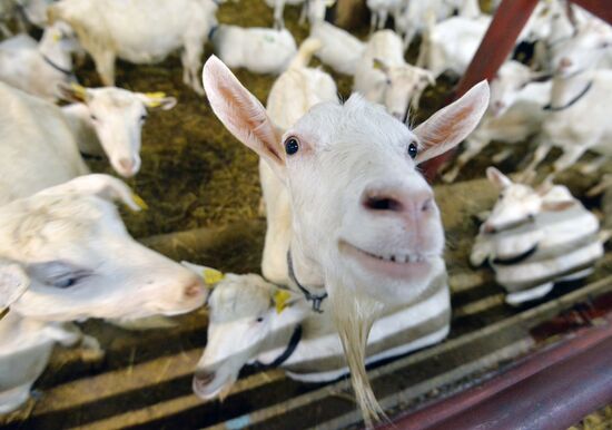 DAK farm enterprise in Belarus