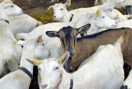 DAK farm enterprise in Belarus
