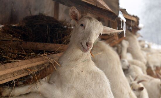 DAK farm enterprise in Belarus