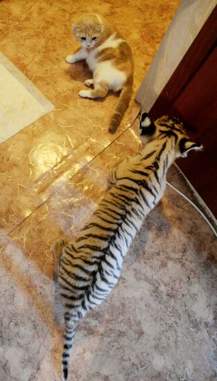 Primorye Safari Park