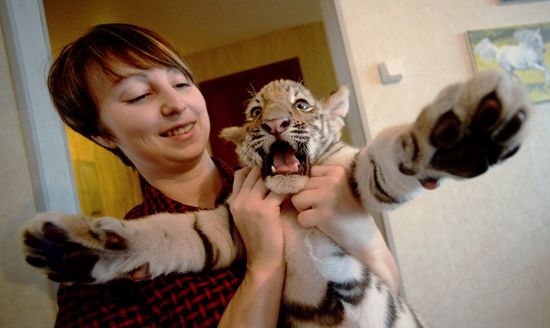 Primorye Safari Park