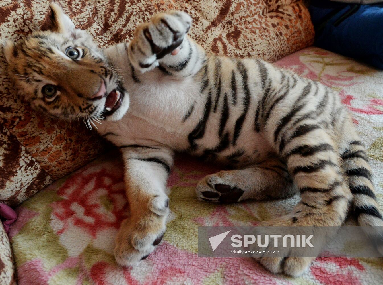 Sher Khan the tiger moves to Primorye Safari Park