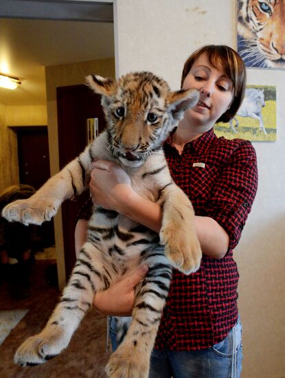 Sher Khan the tiger moves to Primorye Safari Park