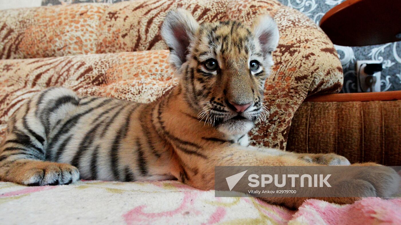 Sher Khan the tiger moves to Primorye Safari Park