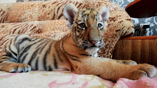 Sher Khan the tiger moves to Primorye Safari Park