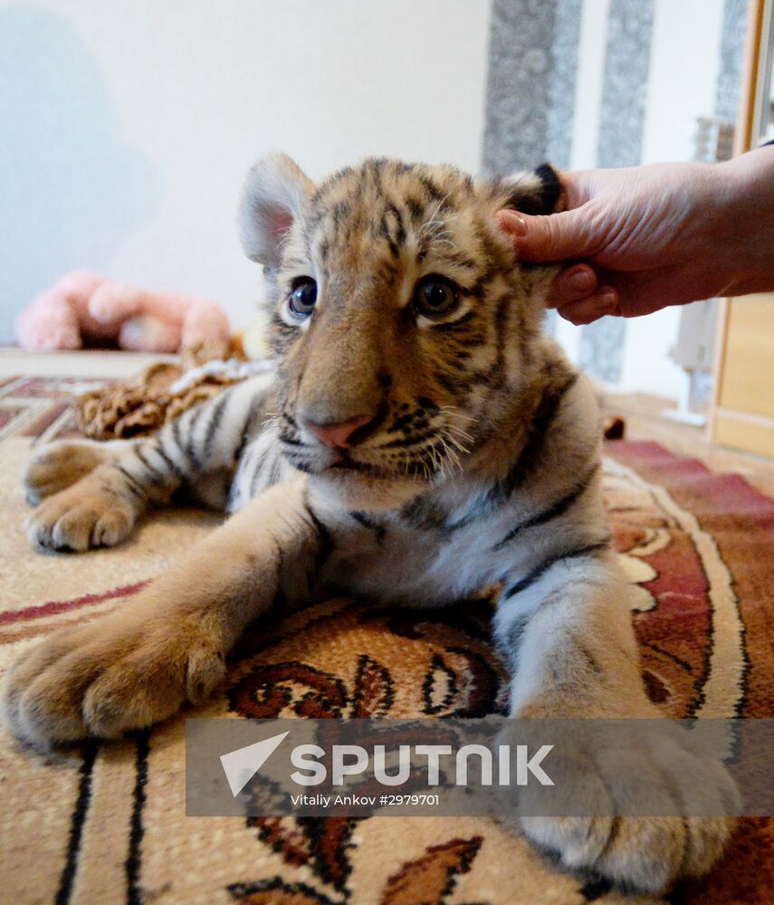 Sher Khan the tiger moves to Primorye Safari Park