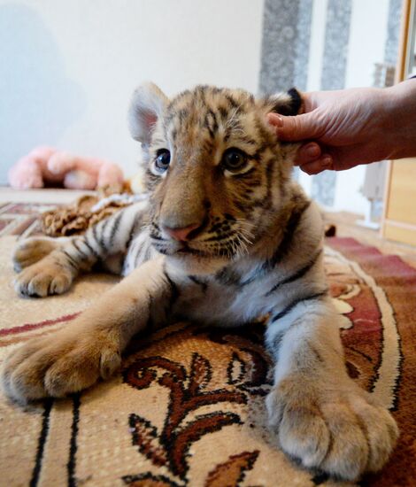 Sher Khan the tiger moves to Primorye Safari Park