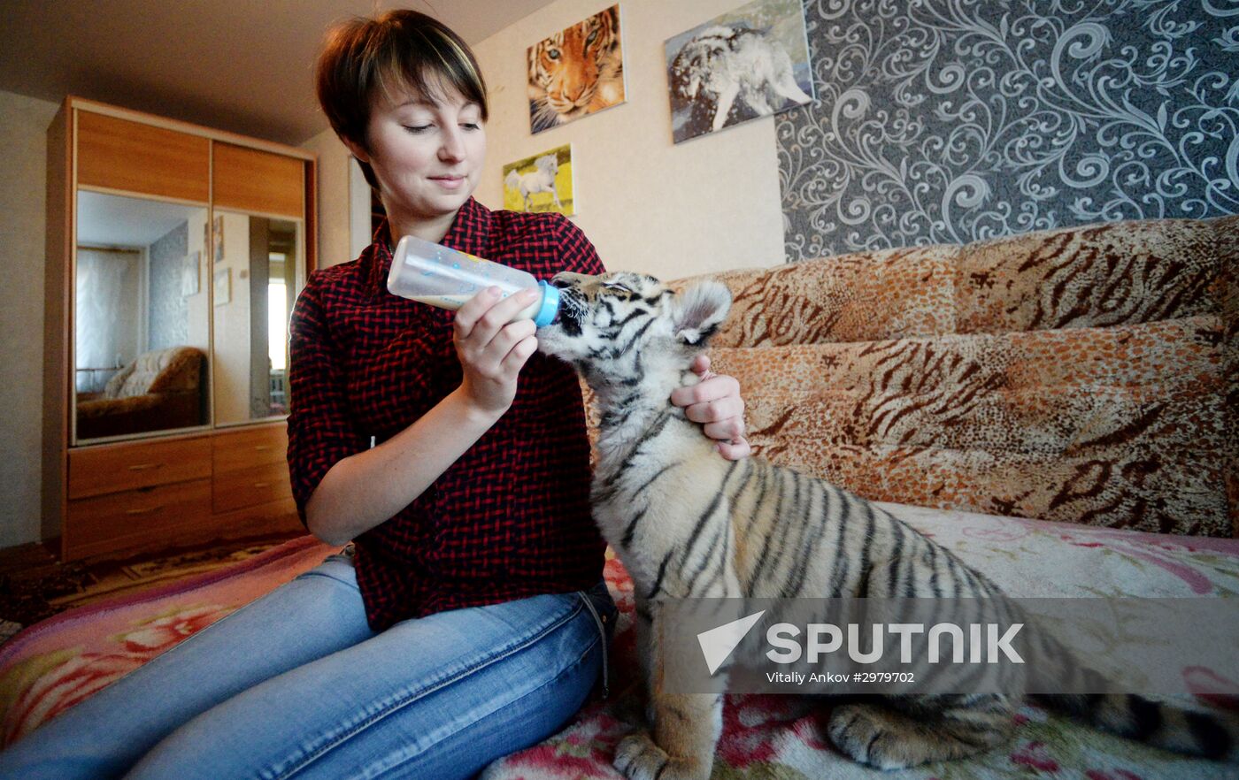 Sher Khan the tiger moves to Primorye Safari Park