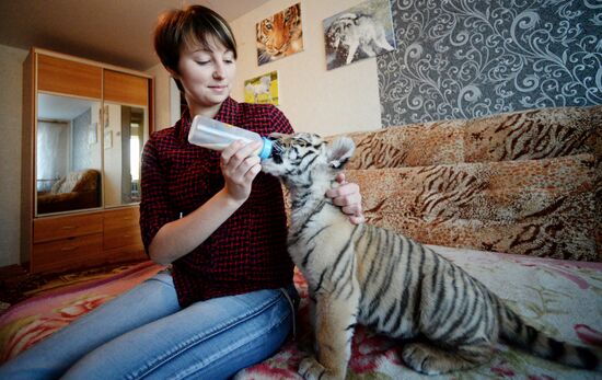 Sher Khan the tiger moves to Primorye Safari Park