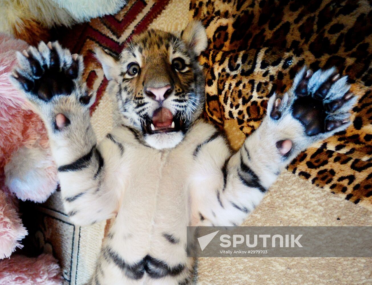 Primorye Safari Park