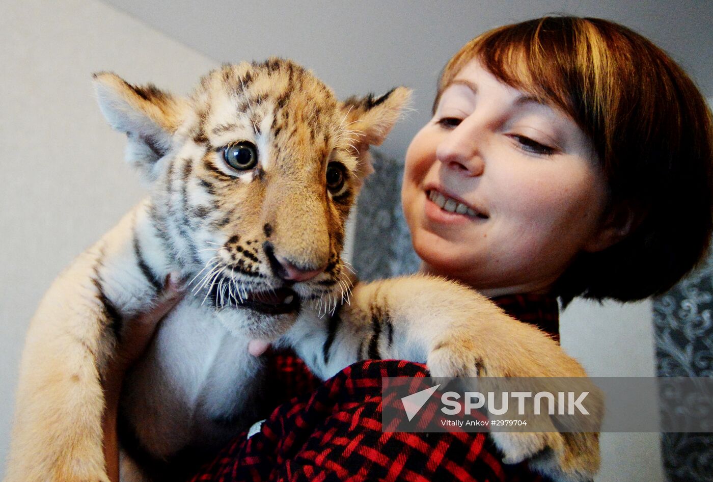 Sher Khan the tiger moves to Primorye Safari Park