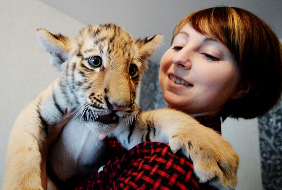 Sher Khan the tiger moves to Primorye Safari Park