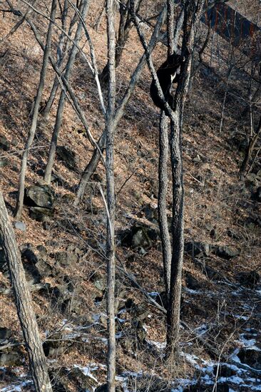 Himalayan black bears in the Primorye Safari Park
