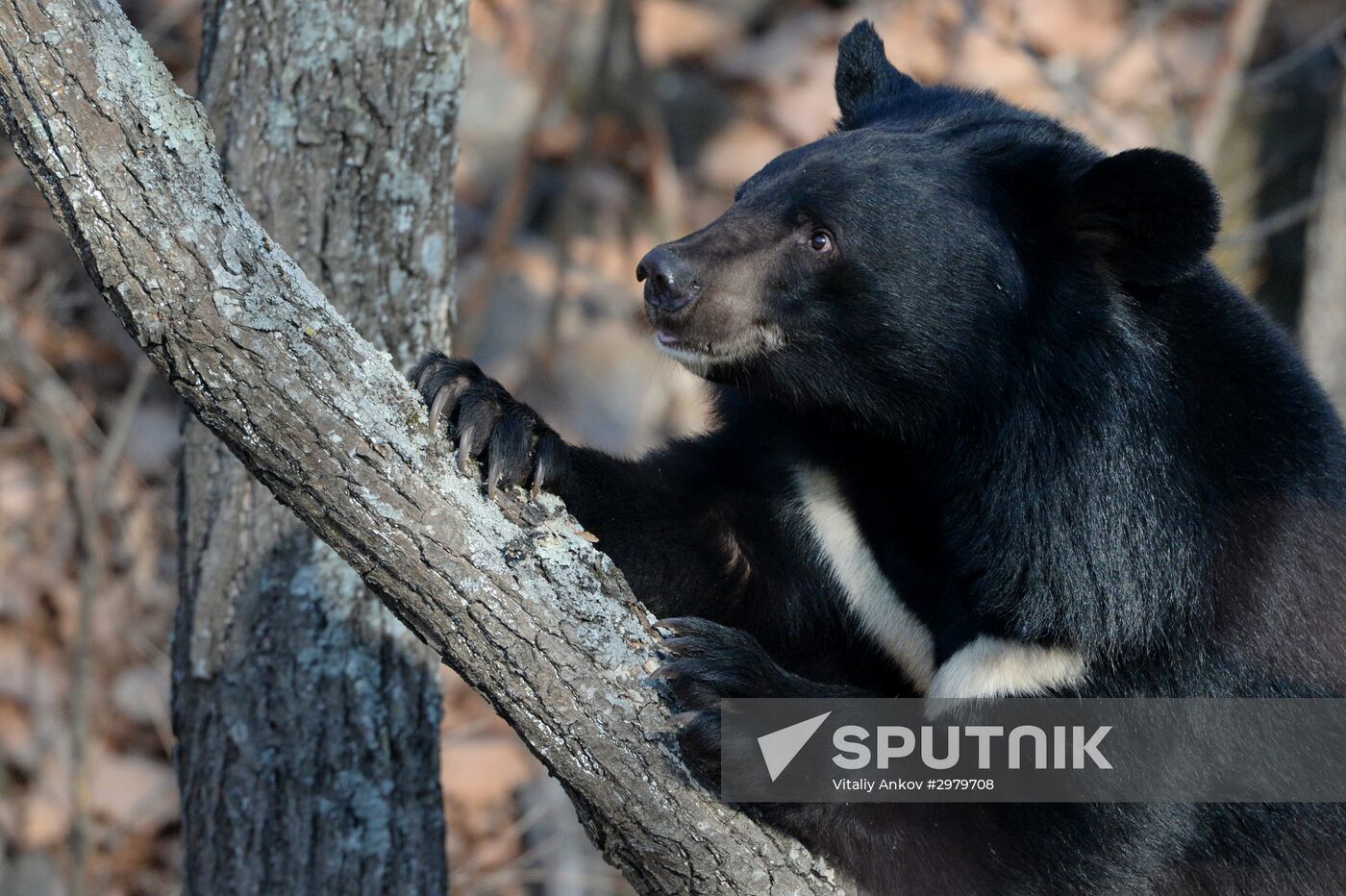 Himalayan black bears in the Primorye Safari Park