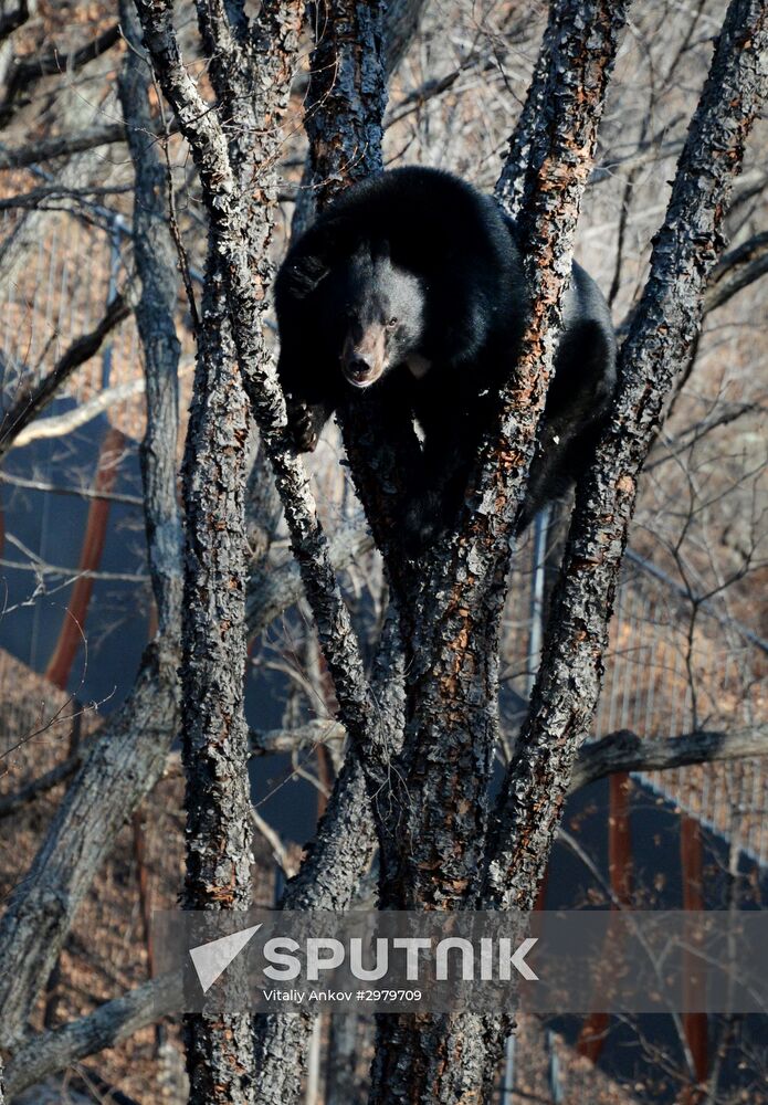 Himalayan black bears in the Primorye Safari Park